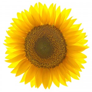 small sunflower tinyier