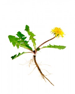 dandelion with root